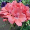 PELARGONIUM AMERICANA SALMON GERANIUM