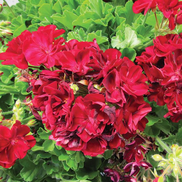 PELARGONIUM BOLDLY BURGUNDY GERANIUM