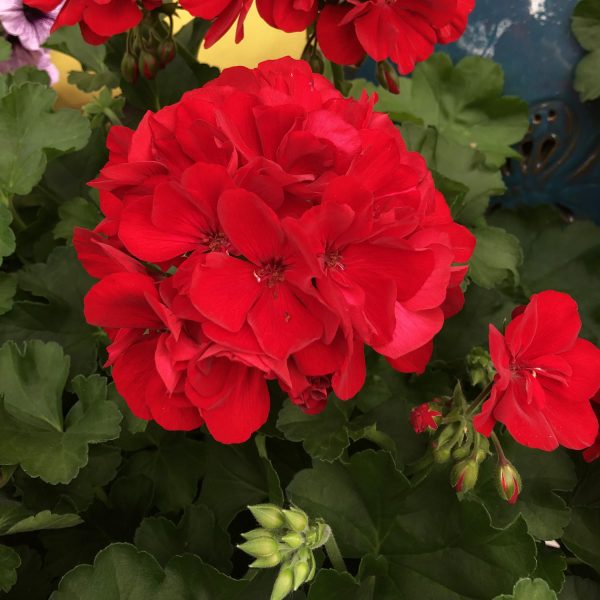 PELARGONIUM BOLDLY DARK RED GERANIUM