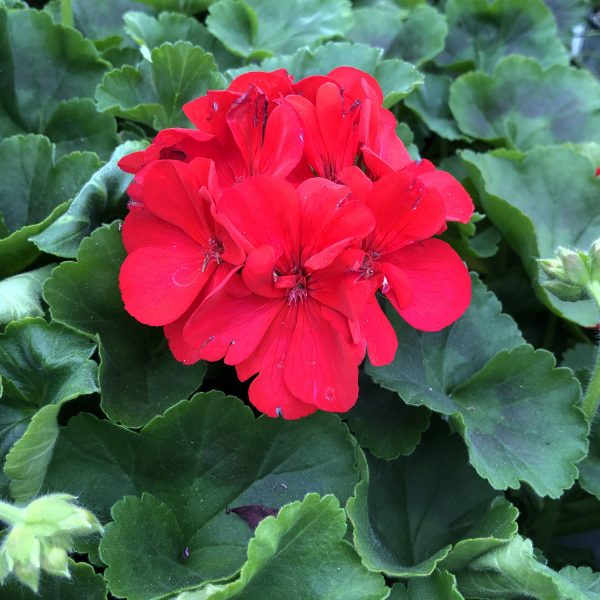 PELARGONIUM BOLDLY DARK RED GERANIUM