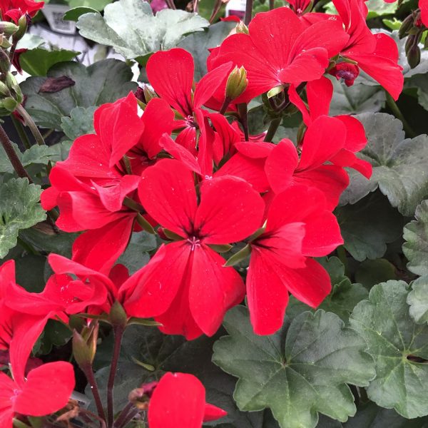 PELARGONIUM BOLDLY DARK RED GERANIUM