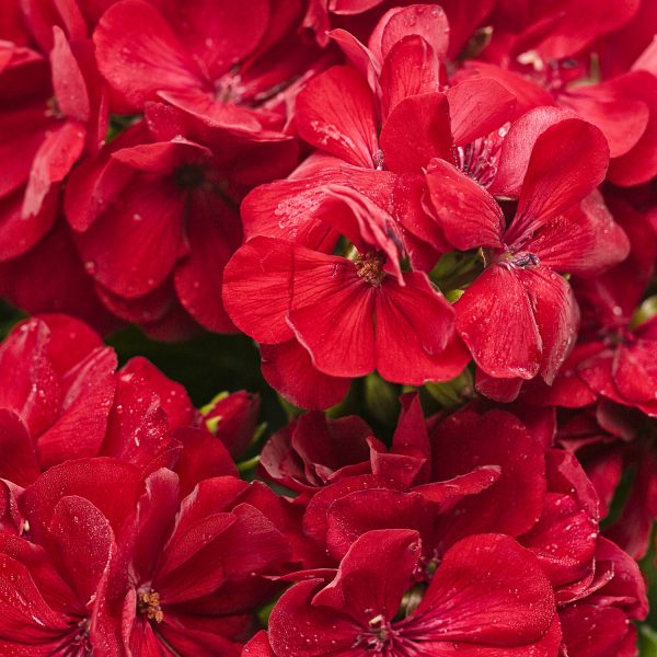 PELARGONIUM BOLDLY DARK RED GERANIUM