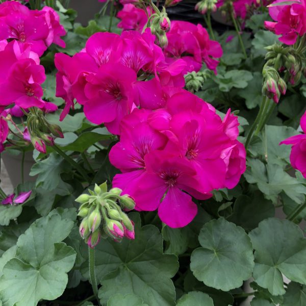 PELARGONIUM BOLDLY LAVENDER ROSE GERANIUM