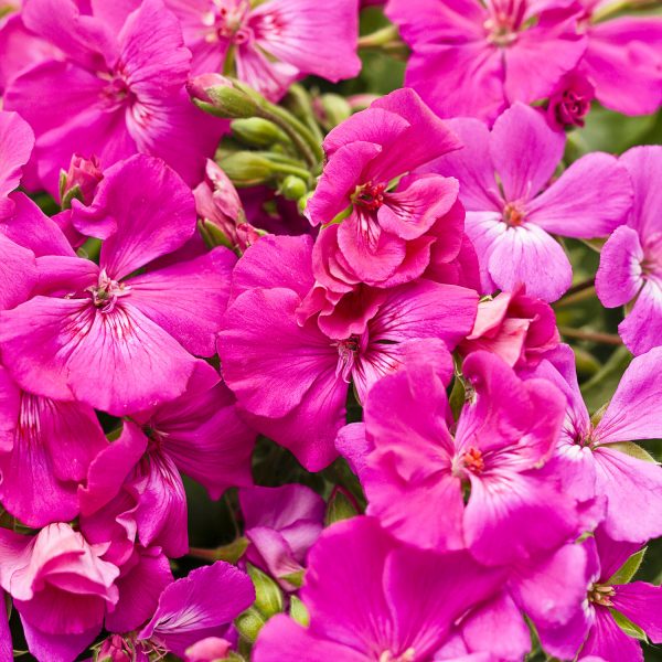 PELARGONIUM BOLDLY LAVENDER ROSE GERANIUM