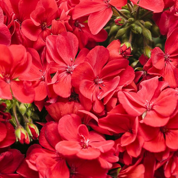 PELARGONIUM BOLDLY SCARLET FIRE GERANIUM