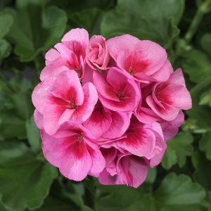 PELARGONIUM ROSE MEGA SPLASH GERANIUM