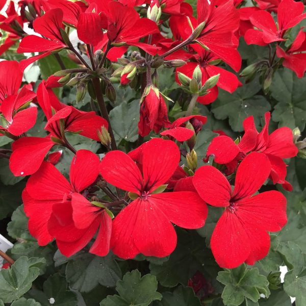 PELARGONIUM TIMELESS FIRE GERANIUM