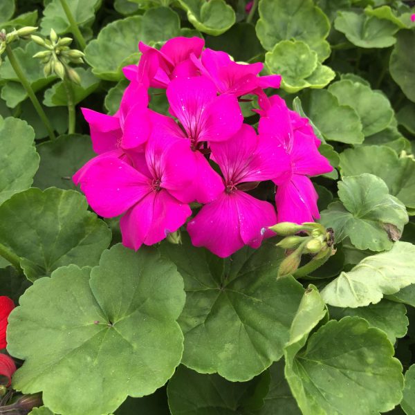 PELARGONIUM TIMELESS LAVENDER GERANIUM