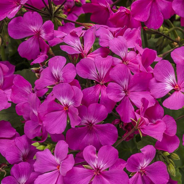 PELARGONIUM TIMELESS LAVENDER GERANIUM