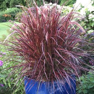 PENNISETUM GRACEFUL GRASSES FIREWORKS FOUNTAIN GRASS VARIEGATED RED