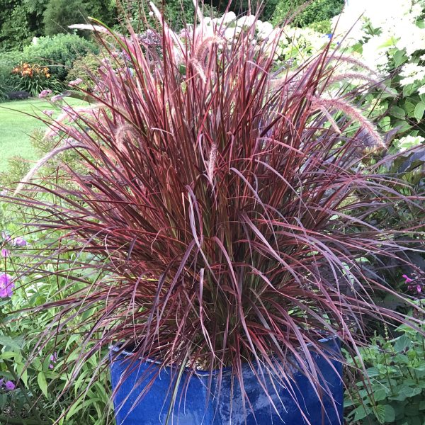 PENNISETUM GRACEFUL GRASSES FIREWORKS FOUNTAIN GRASS VARIEGATED RED