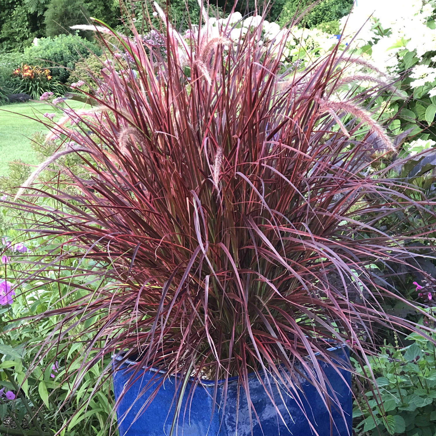 Annual grasses clearance