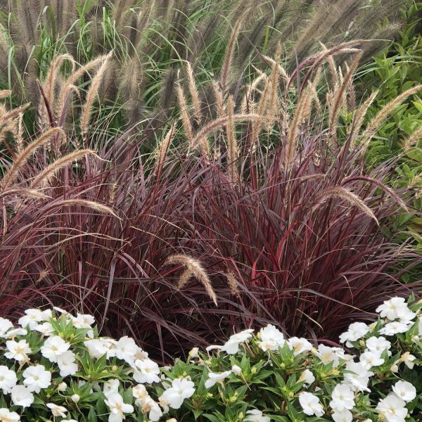 PENNISETUM GRACEFUL GRASSES FIREWORKS FOUNTAIN GRASS VARIEGATED RED