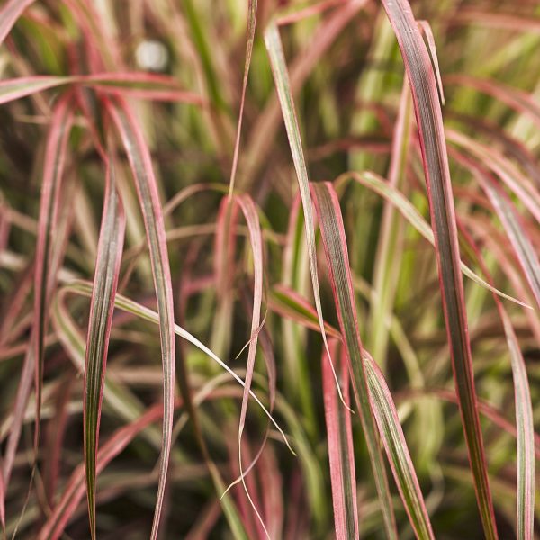 PENNISETUM GRACEFUL GRASSES FIREWORKS FOUNTAIN GRASS VARIEGATED RED