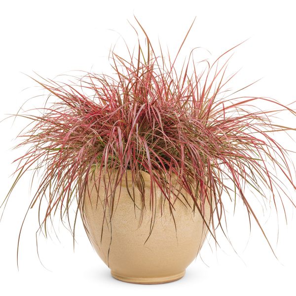 PENNISETUM GRACEFUL GRASSES FIREWORKS FOUNTAIN GRASS VARIEGATED RED