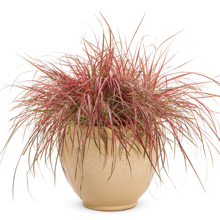 GRACEFUL GRASSES® Fireworks Fountain Grass Order Online