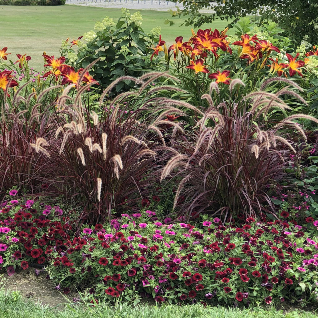 PENNISETUM GRACEFUL GRASSES PURPLE FOUNTAIN GRASS RUBRUM