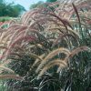 PENNISETUM GRACEFUL GRASSES PURPLE FOUNTAIN GRASS RUBRUM