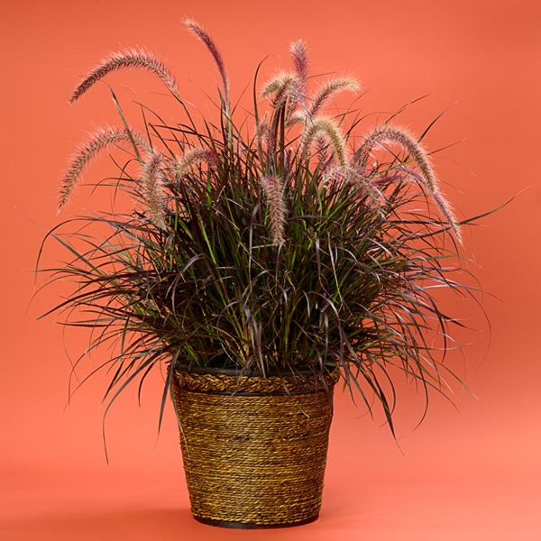 PENNISETUM GRACEFUL GRASSES PURPLE FOUNTAIN GRASS RUBRUM