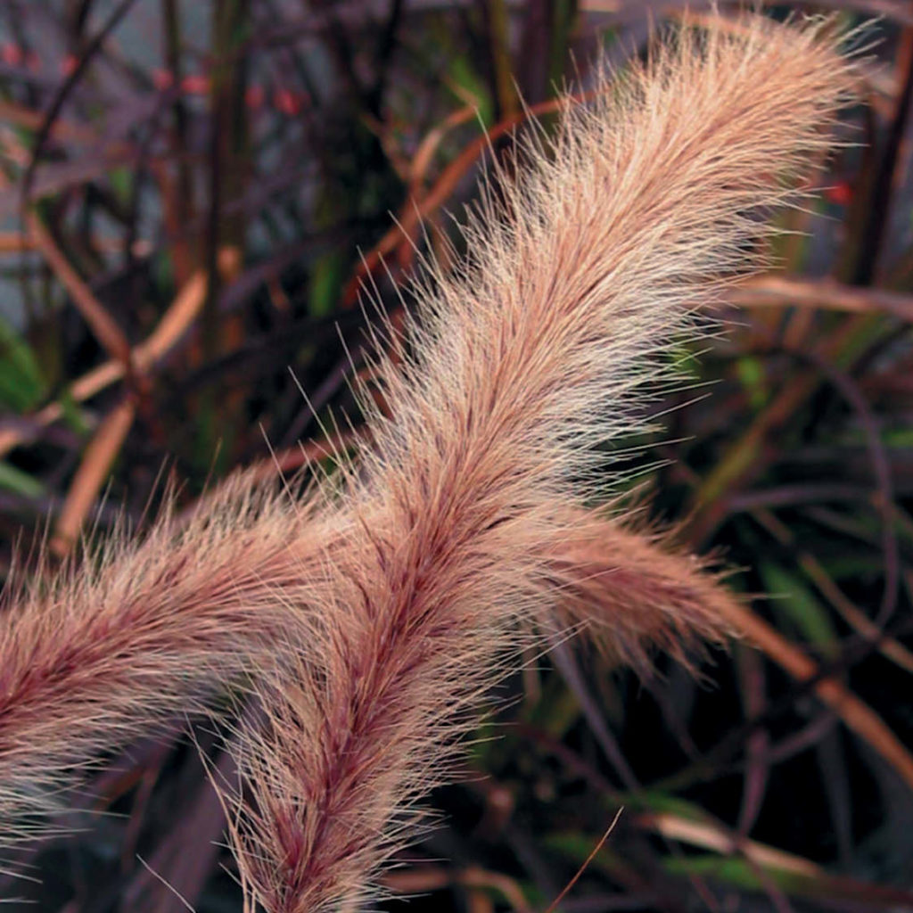 PENNISETUM GRACEFUL GRASSES RED RIDING HOOD FOUNTAIN GRASS DWARF PURPLE