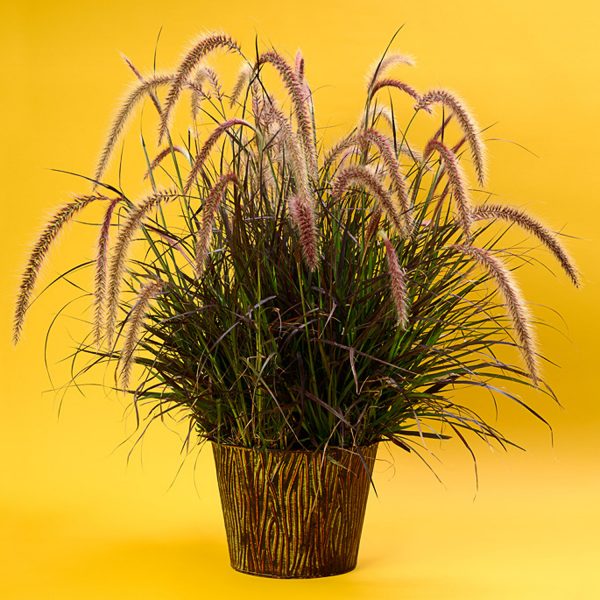 PENNISETUM GRACEFUL GRASSES RED RIDING HOOD FOUNTAIN GRASS DWARF PURPLE