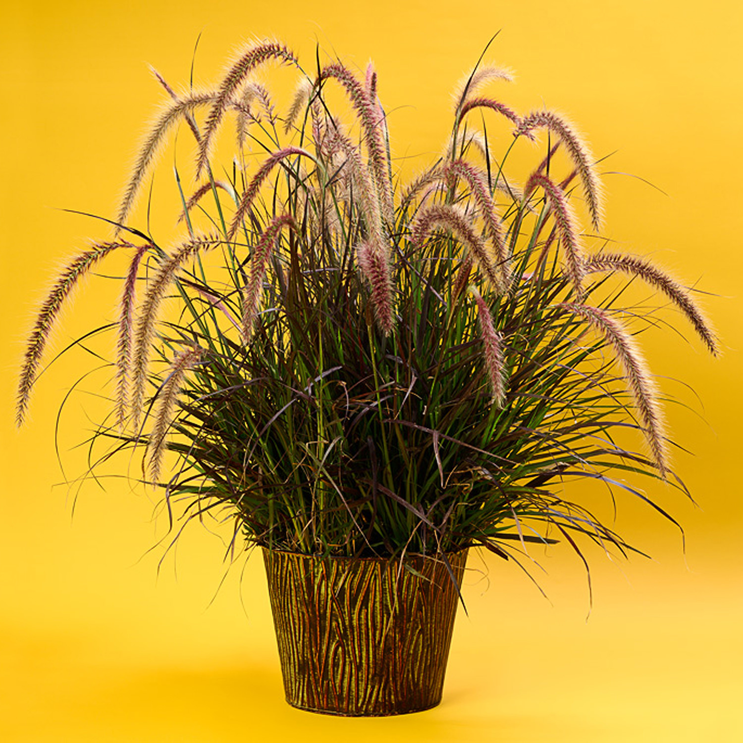Order GRACEFUL GRASSES® Pennisetum ‘Red Riding Hood’
