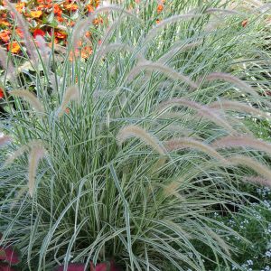 PENNISETUM GRACEFUL GRASSES SKY ROCKET FOUNTAIN GRASS