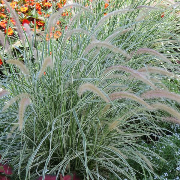 PENNISETUM GRACEFUL GRASSES SKY ROCKET FOUNTAIN GRASS