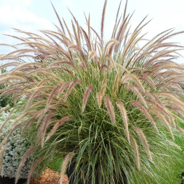 PENNISETUM GRACEFUL GRASSES SKY ROCKET FOUNTAIN GRASS