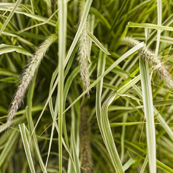 PENNISETUM GRACEFUL GRASSES SKY ROCKET FOUNTAIN GRASS