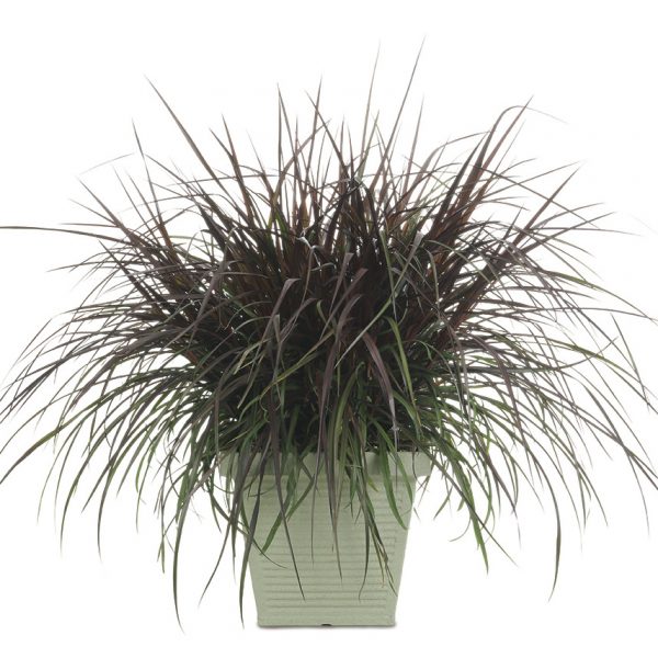 PENNISETUM GRACEFUL GRASSES VERTIGO FOUNTAIN GRASS PURPLE