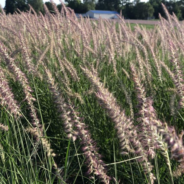 PENNISETUM KARLEY ROSE FOUNTAIN GRASS