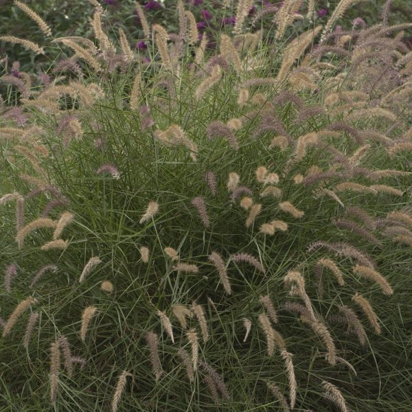 PENNISETUM KARLEY ROSE FOUNTAIN GRASS