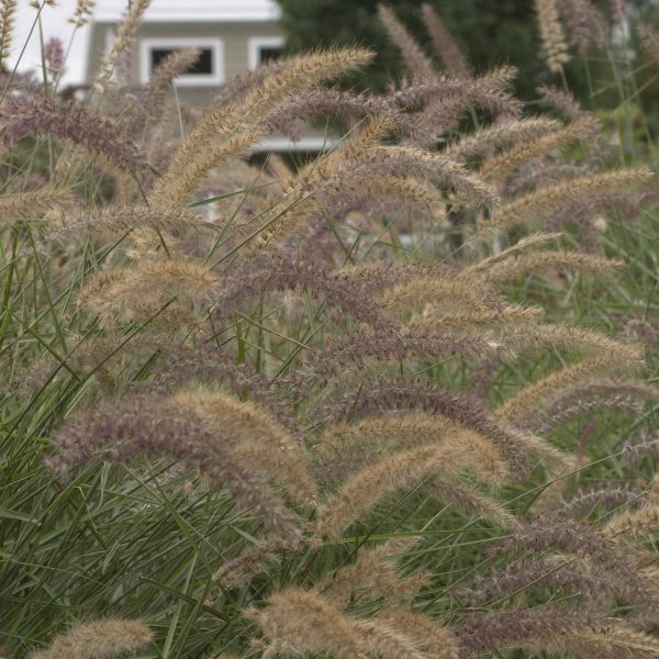 PENNISETUM KARLEY ROSE FOUNTAIN GRASS