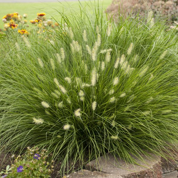 PENNISETUM LITTLE BUNNY MINIATURE FOUNTAIN GRASS