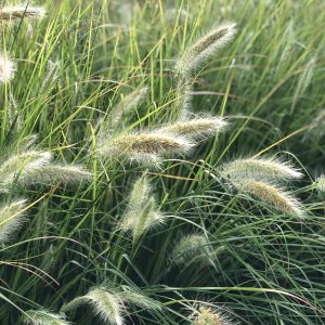 PENNISETUM PRAIRIE WINDS DESERT PLAINS FOUNTAIN GRASS