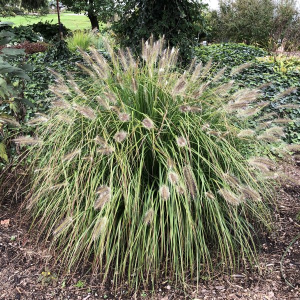 PENNISETUM PRAIRIE WINDS DESERT PLAINS FOUNTAIN GRASS