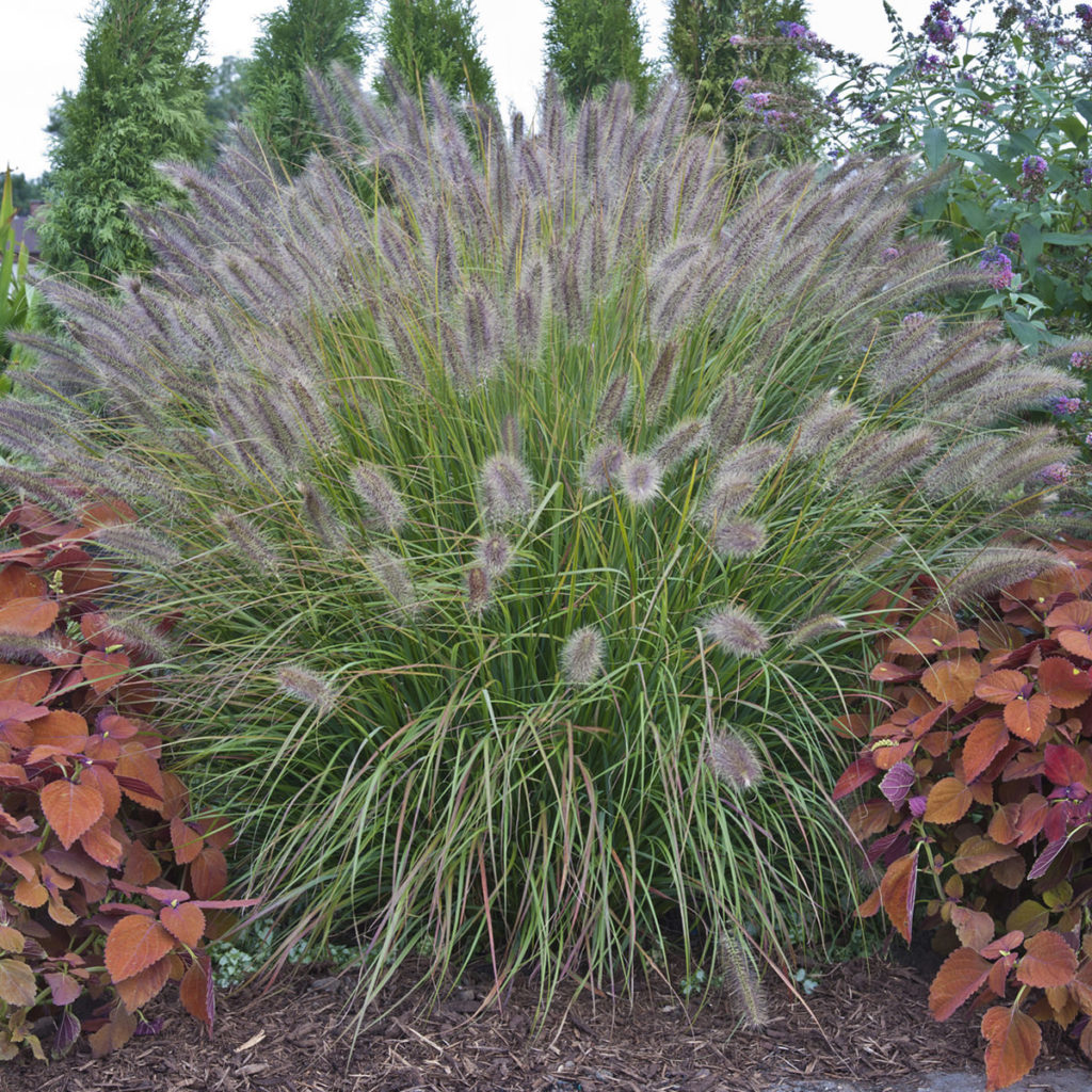 PRAIRIE WINDS® 'Desert Plains' Fountain Grass (Pennisetum)