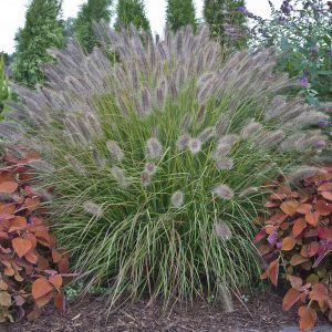 Ornamental Grass