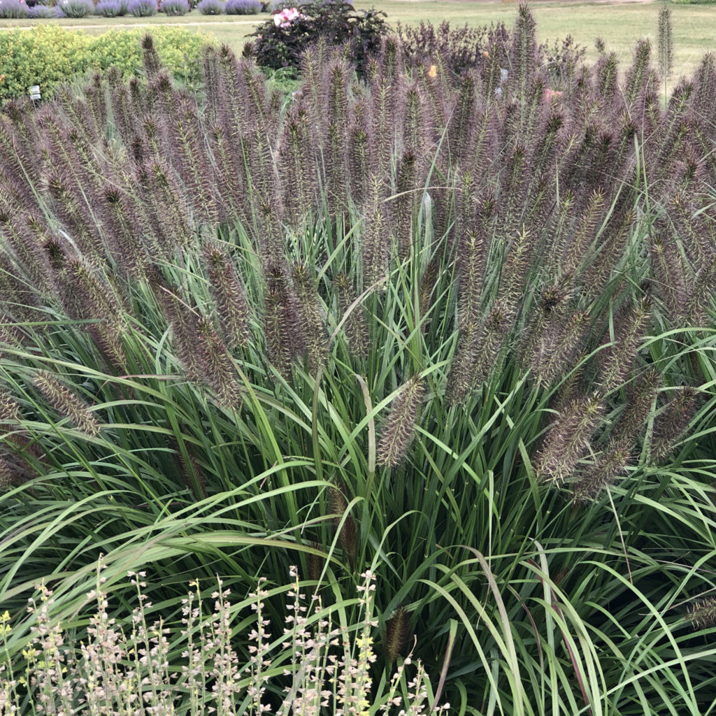PENNISETUM PUPPY LOVE FOUNTAIN GRASS