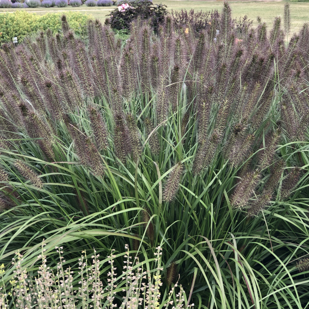 PENNISETUM PUPPY LOVE FOUNTAIN GRASS