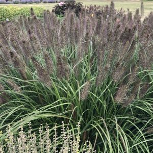 PENNISETUM PUPPY LOVE FOUNTAIN GRASS