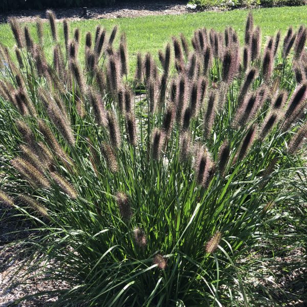 PENNISETUM PUPPY LOVE FOUNTAIN GRASS