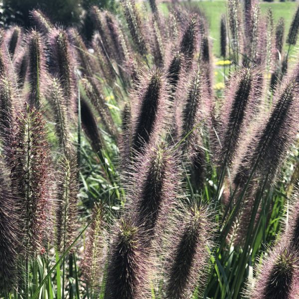 PENNISETUM PUPPY LOVE FOUNTAIN GRASS