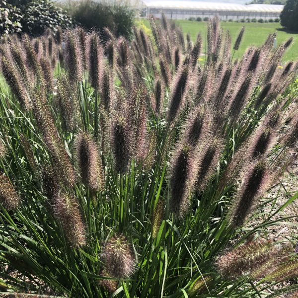 PENNISETUM PUPPY LOVE FOUNTAIN GRASS