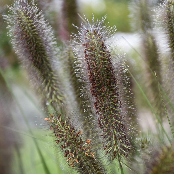 PENNISETUM PUPPY LOVE FOUNTAIN GRASS