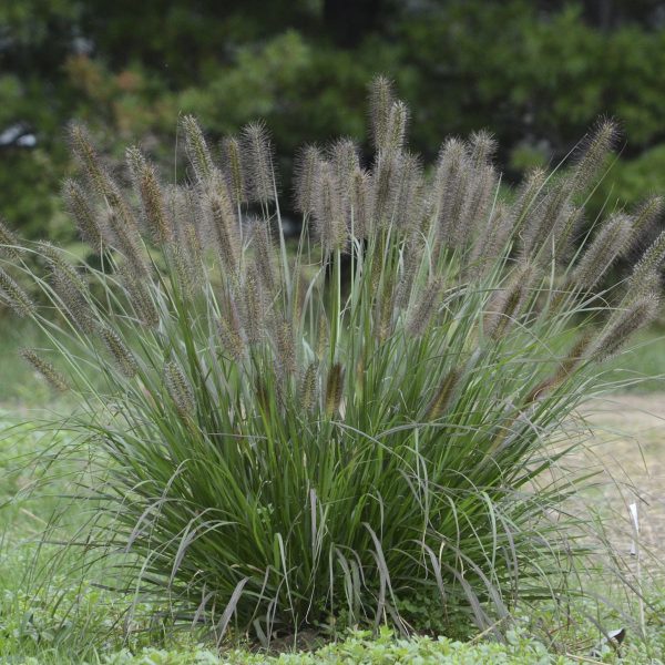 PENNISETUM PUPPY LOVE FOUNTAIN GRASS