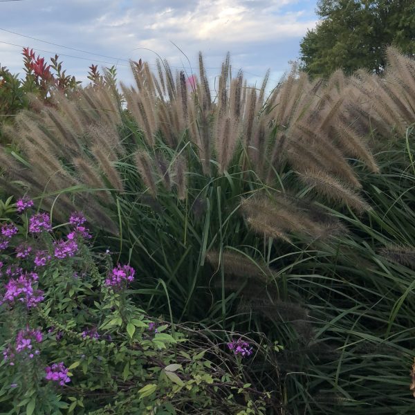 PENNISETUM RED HEAD ORNAMENTAL GRASS