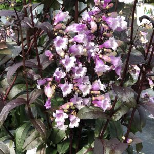 PENSTEMON MIDNIGHT MASQUERADE BEARDTONGUE