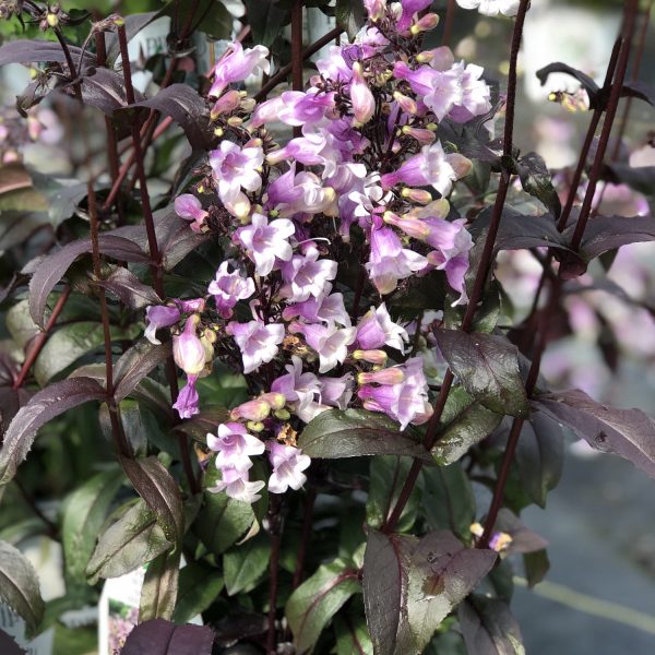 PENSTEMON MIDNIGHT MASQUERADE BEARDTONGUE